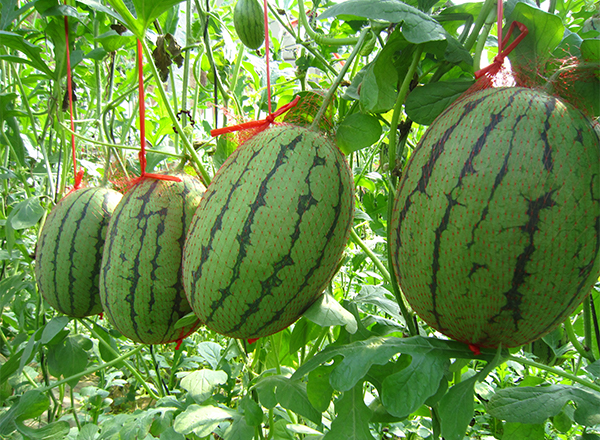 农发科技西瓜品种：我国西瓜栽培特点