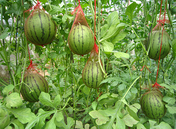 农发科技西瓜品种：西瓜的起源和发展